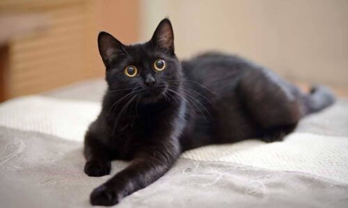 Alerta, cuida a tus gatitos en temporada de brujas