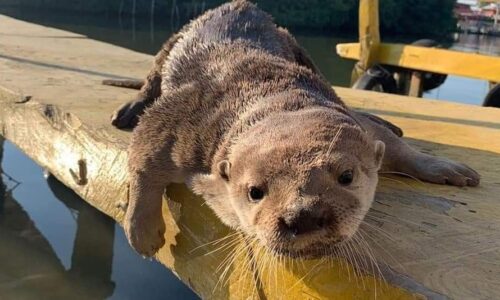 Atacante de Max, la nutria de mandinga, podría ir a la carcel: PMA