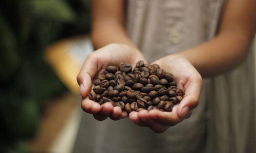 Las empresas cafetaleras mexicanas buscan ahorrar energía
