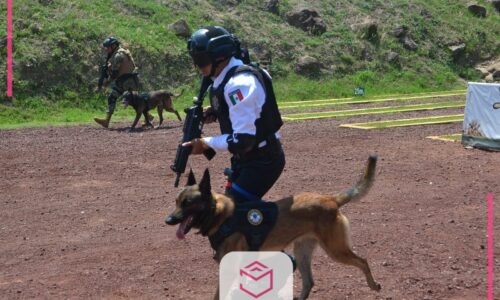Compañía K9 de Veracruz, únicos con Protocolo de Actuación Policial a nivel nacional  