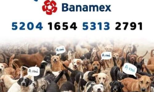 Hackean cuentas del albergue para perros y gatos, Ada Azul