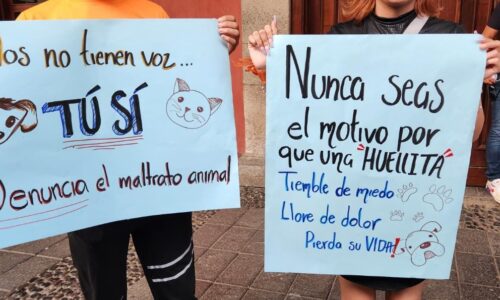 Piden justicia para Huellita