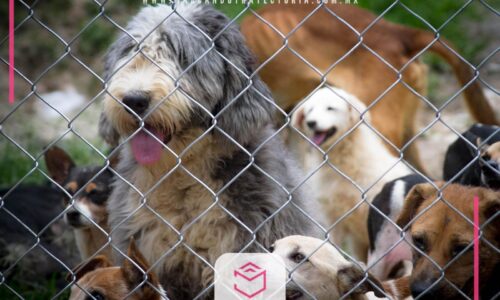 Día Mundial del Perro 2023: Celebrando la Lealtad y el Amor Incondicional
