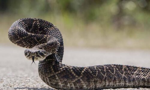 Día Mundial de la Serpiente: Reconociendo la Importancia y Convivencia con estos Fascinantes Animales en Xalapa