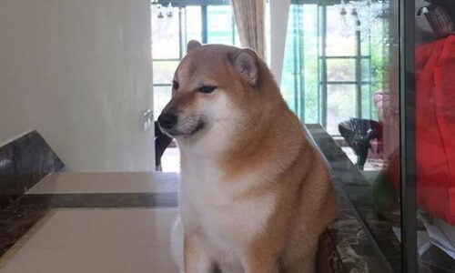 Adiós a una Leyenda de los Memes: fallece Cheems, el Shiba Inu Icónico