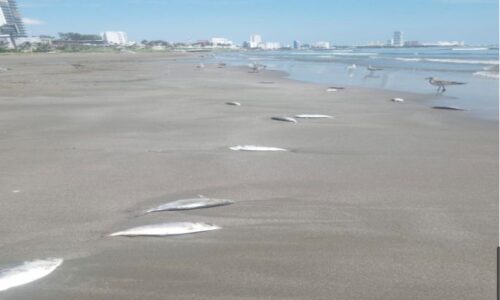 Peces muertos en Boca del Río son desecho arrastrado por las corrientes marinas