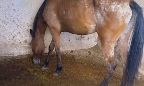 PMA brinda atención médica a caballos maltratados en Emiliano Zapata