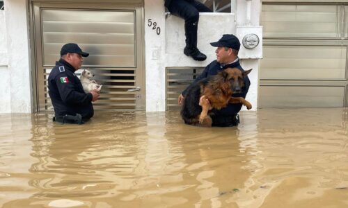 Elementos de la SSP rescatan a mascotas de vivienda inundada en Agua Dulce