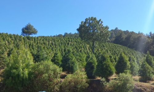 Las Vigas de Ramírez, Ver., domingo 19 de noviembre de 2023