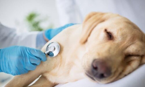Alerta por enfermedad respiratoria en perros en EE. UU.: Casos registrados en Oregon, Colorado y New Hampshire