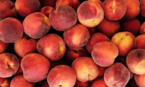 Alerta sanitaria por bacteria en frutas importadas: Cofepris advierte sobre riesgos en melocotones, ciruelas y nectarinas