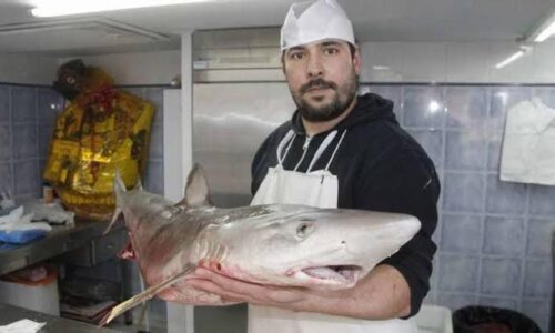 ¿Gato por Liebre? No, Tiburón por Bacalao en pescaderías de la CDMX