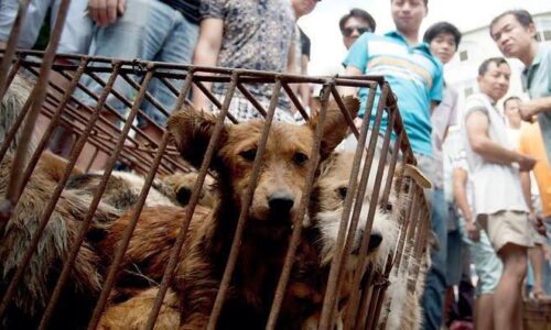 Corea del Sur prohíbe la venta de carne de perro