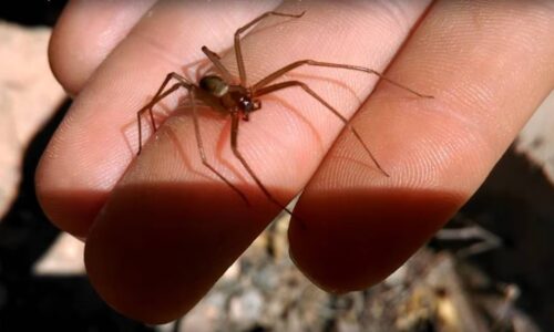 ¿Fue o no fue? Esto sabemos sobre el empleado “atacado” por araña violinista