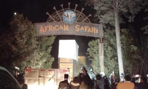 Benito, la jirafa rescatada, llega a Africam Safari