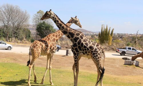 Benito, la jirafa ya roba corazones en Africam Safari