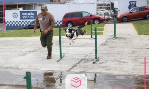 Conoce a Spike, el perrito rescatado que ahora es un agente canino
