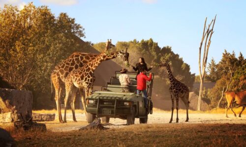 Africam Safari y Ayuntamiento de Puebla lanzan la campaña «Verde Navidad» para reciclar árboles naturales