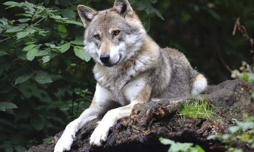 Descubren lobos mutantes resistentes al cáncer en Chernobyl