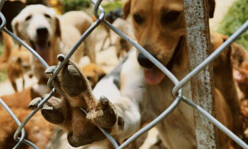 Albergue Ada Azul, busca nuevo espacio para su refugio animal