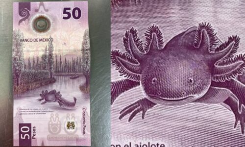 Advierten sobre precios exorbitantes de billetes del ajolote en internet