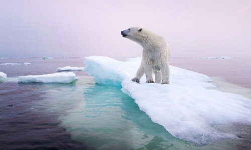 Ártico podría quedarse sin hielo para 2030 ¿qué significa?