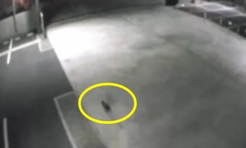 Misterio en Fukuyama: Un gato desaparece tras caer en tina con material tóxico
