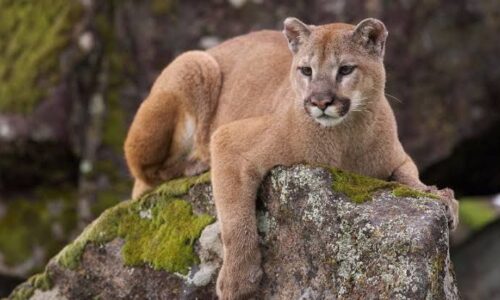 Dos campesinos enfrentan a puma en Tamaulipas