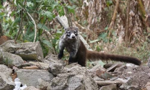 Solidaridad ante incendios: Asociación Zariguellas llama a proteger a animales