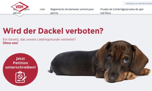 Debate en Alemania sobre la posible prohibición de la crianza de perros salchicha