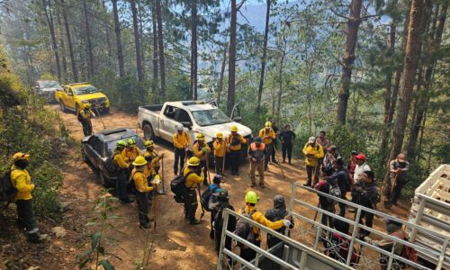 620 hectáreas afectadas por incendios en Veracruz, el dato preliminar; avanzan labores de control y liquidación