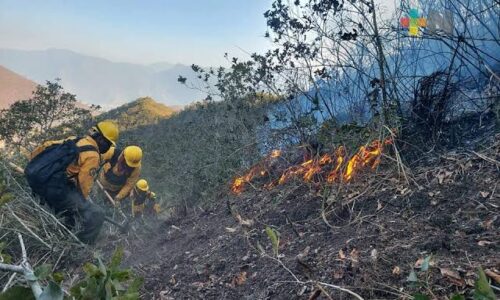Fuerzas de tarea atienden incendio forestal en Maltrata