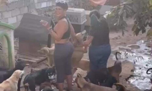 Niurka, ¿acusada de adopciones masivas de perros para rituales de santería?