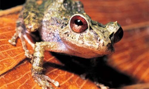 Veracruz, cuna de anfibios: Un tesoro en peligro