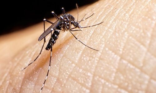 Argentina enfrenta la peor crisis de dengue en su historia reciente: más de 269 mil casos registrados