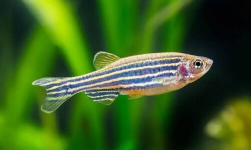 La misión espacial china Shenzhou-18 lleva peces cebra y algas al espacio