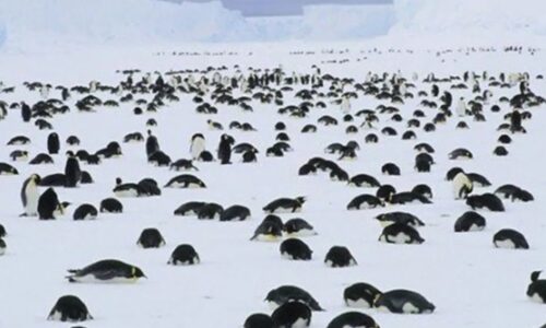 Pingüinos afectados por brote de influenza aviar en la Península de la Trinidad