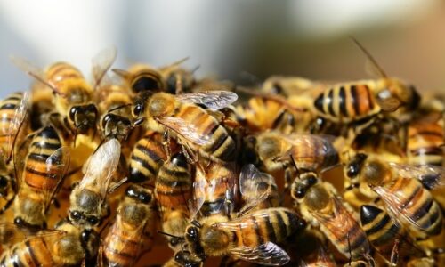 Conmoción en Mazatlán: Trágico incidente con abejas impacta a la comunidad
