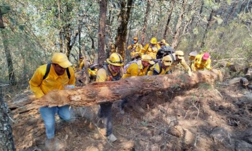 De manera coordinada se atienden incendios en Veracruz