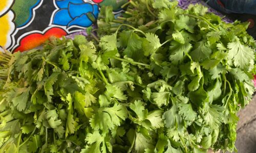 ¿Por qué ha aumentado el precio del cilantro en Veracruz?