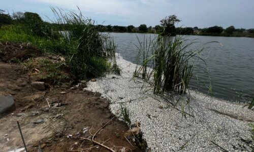Denuncian mortandad de miles de peces en Medellín de Bravo
