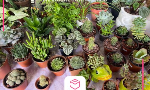 Estrés hídrico: exceso de lluvias y calores extremos afectan plantas