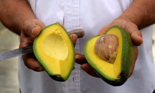 EE.UU. suspende importación de aguacate de Michoacán