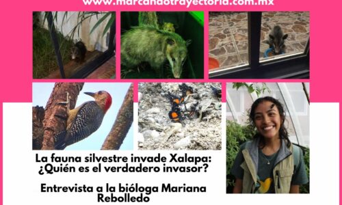 La fauna silvestre invade Xalapa: ¿Quién es el verdadero invasor?