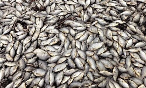 Miles de peces muertos aparecen en el Rio Santiago y la comunidad está en alerta
