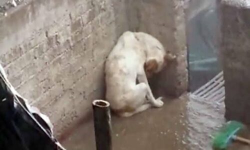 Xalapa, donde más maltratan animales de compañía: Activistas