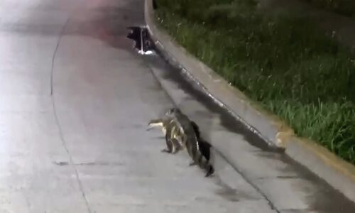 Lagarto deambula por calles de Poza Rica y causa pánico