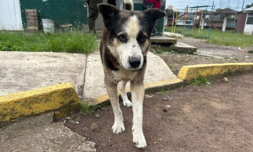 “Con mi perro hasta la muerte” dice Don Alfonso de 101 años