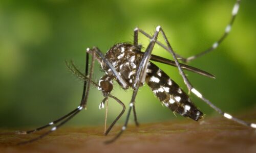 Alerta sanitaria: El virus Oropouche emergiendo en Latinoamérica y Europa