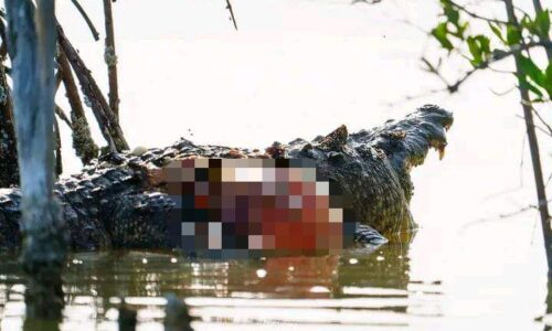 Conmoción en Progreso por el asesinato del cocodrilo ‘Juancho’